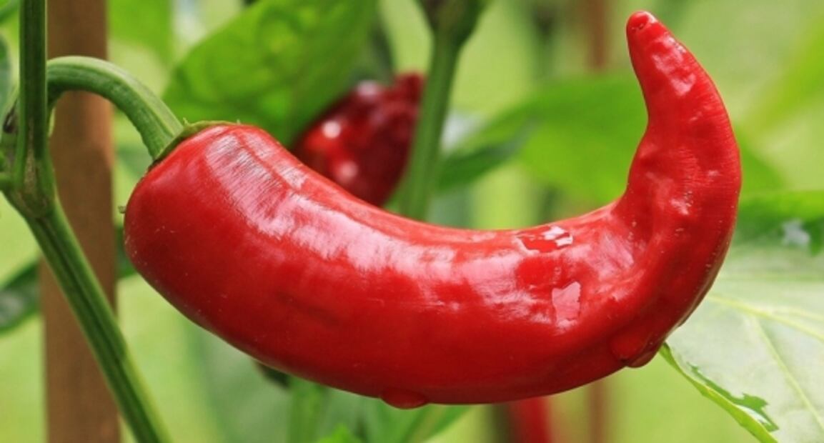 Ingredientes afrodisíacos que puedes encontrar en Zihuatanejo