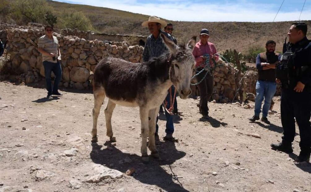 Rescatan a burrito que colapsó durante cabalgata en Feria de Jerez, Zacatecas (22/04/2025). Foto: Especial