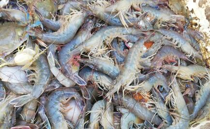 Pide México a EU exentar del embargo a la pesca ribereña de camarón