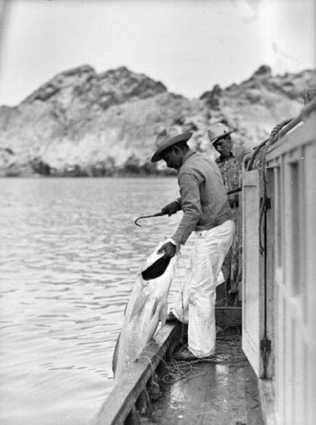 Totoaba: cien años de pesca y tráfico 