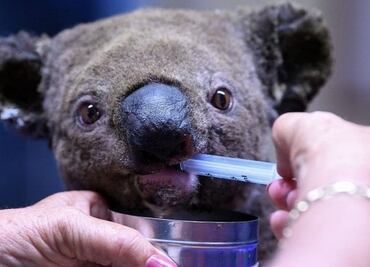 Los millones de koalas y otros animales que han sido afectados por los incendios en Australia