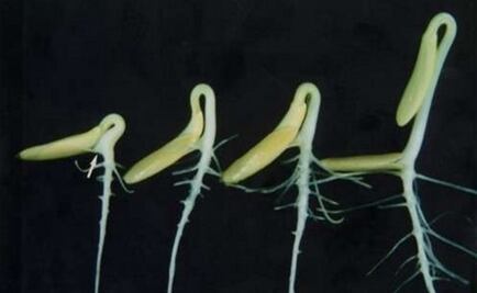 Pepinos espaciales revelan secretos de la supervivencia de las plantas