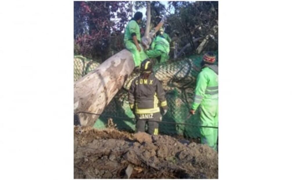 Rachas de viento en la CDMX provocan la caída de árboles y desprendimiento de lonas espectaculares 