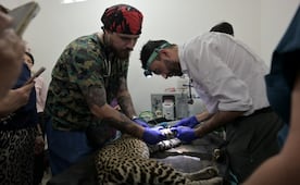 Atienden a nueve animales del Parque Ecológico de Veracruz; realizan estudios médicos y mejoran sus espacios