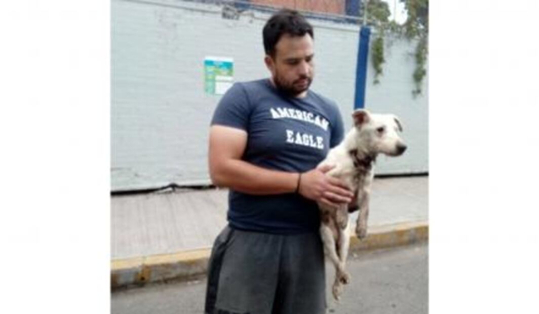 Activistas alertan sobre mutilación de perros en Neza
