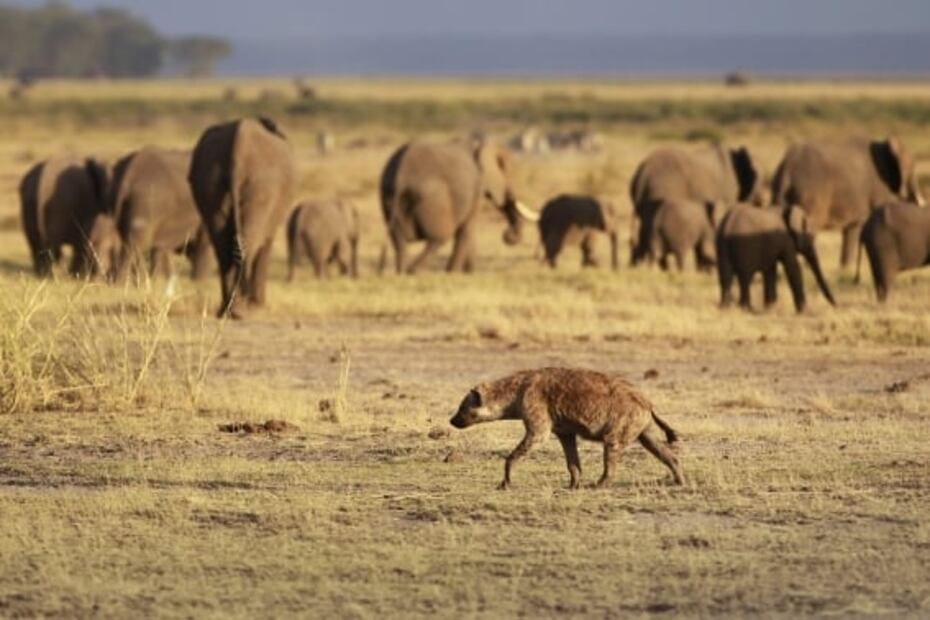 Leones y hienas tienen una compleja relación en la naturaleza