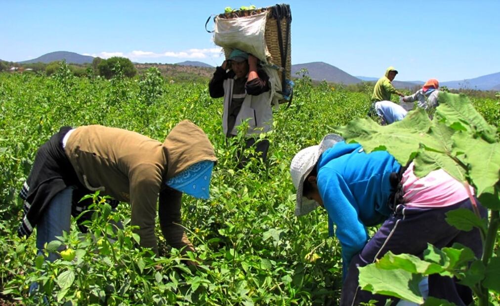 La industria agrícola tiene la tasa más alta de muertes en el lugar de trabajo. Foto: archivo/EL UNIVERSAL