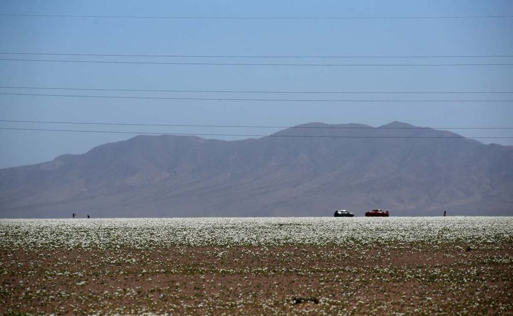 Fotografía del 28 de septiembre de 2025 que muestra flores en el desierto de Atacama, en Copiapó (Chile). Como todas las primaveras australes, el desierto de Atacama, uno de los más áridos del mundo, destapó su mágica y única floración, que inundó las desoladas planicies de vivos colores. Foto: EFE