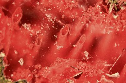 Hallan la prueba más antigua de vida en la Tierra