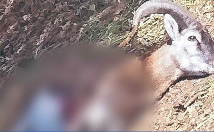 Matanza de animales en zoológico de Colima por presuntos delincuentes provoca terror