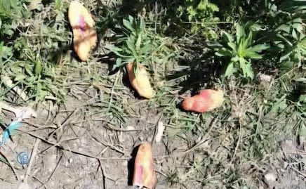 Funcionarios detenidos por caso de niñas envenenadas en Chiapas habrían autorizado tirar pan en las calles; víctimas estaban de visita