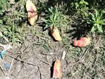 Funcionarios detenidos por caso de niñas envenenadas en Chiapas habrían autorizado tirar pan en las calles; víctimas estaban de visita