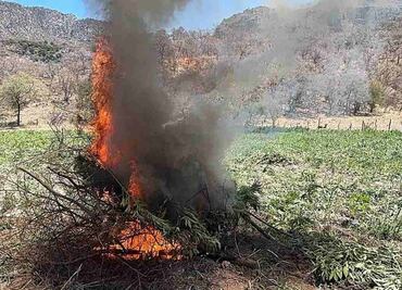 Fuerzas armadas y policiacas destruyen una hectárea de plantío de marihuana en Chiapas; aseguran 50 plantas de amapola y 4 kilos de droga