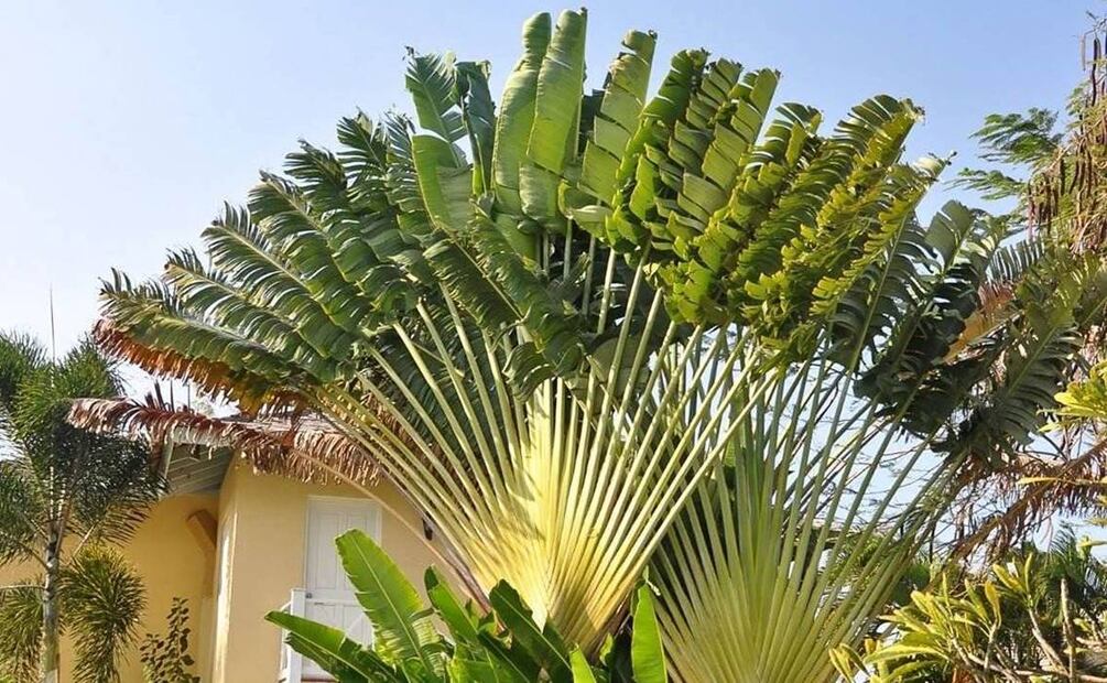 Foto: Wekiva Foliage / Amazon