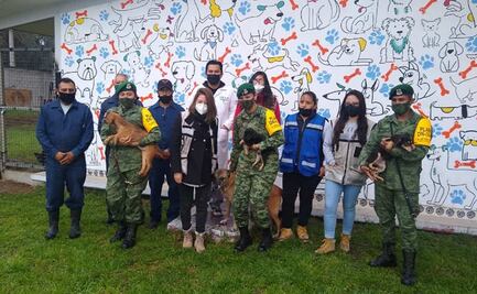 ¡Adopta! Este es el refugio para perritos rescatados en el Aeropuerto de Santa Lucía 