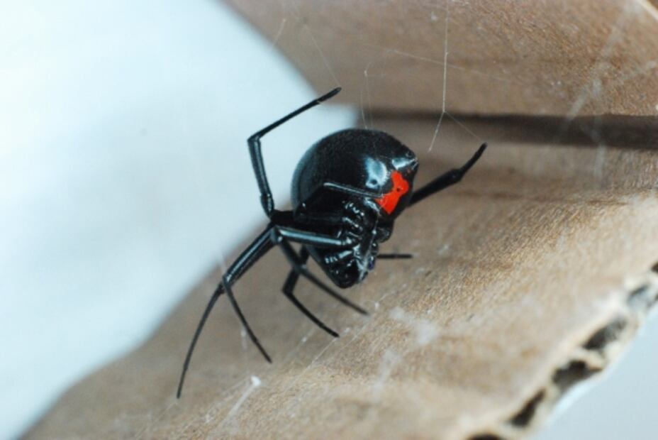 Mexican arachnologist is taking Twitter by storm