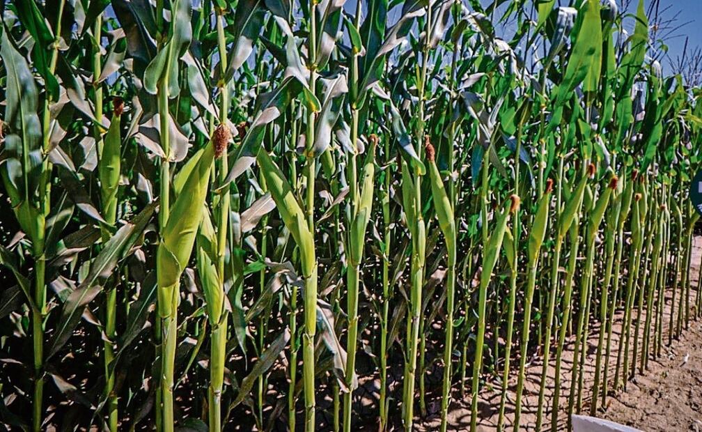 Foto: Especial/Archivo