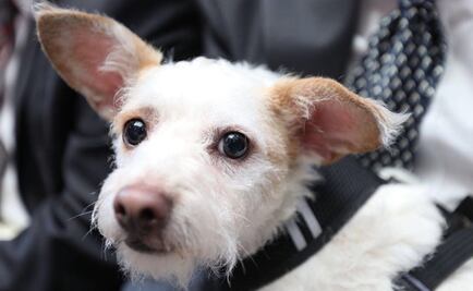 Gobierno de CDMX inicia programa de registro de mascotas