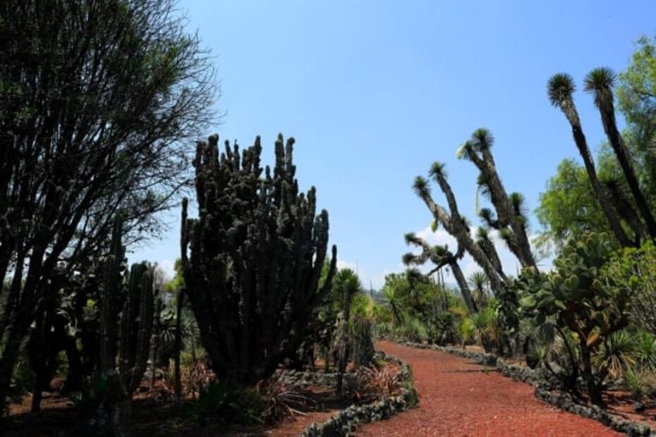 Cómo visitar el asombroso Jardín Botánico de la UNAM en la CDMX