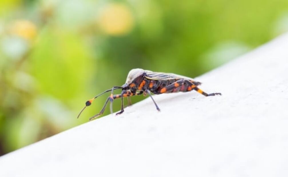 Enfermedad de Chagas también causa cardiopatías