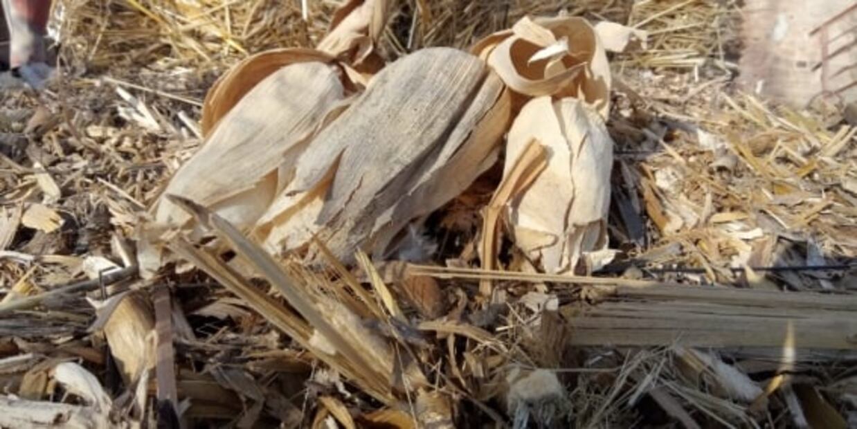 ¿Qué se usaba antes del papel de baño?