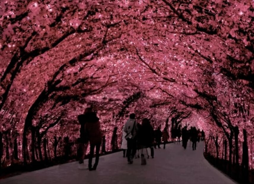 Lights of Japan, el festival inmersivo de la cultura japonesa llega a CDMX