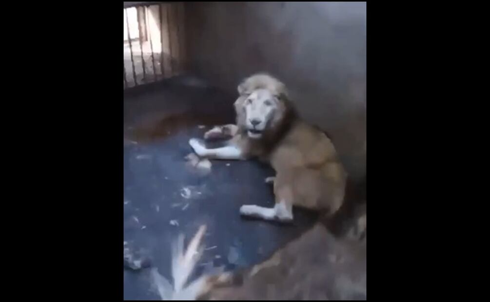 En redes sociales se divulgó el mal estado del león blanco. Foto: Captura de pantalla