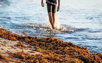 The Navy will deal with sargassum