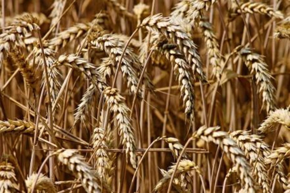 El arroz y trigo pierden beneficios por el cambio climático 