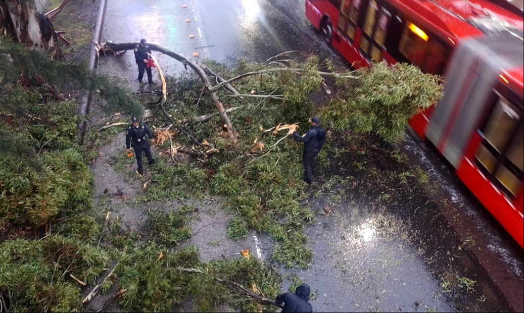 Un árbol de aproximadamente 10 metros de altura que cayó sobre avenida Insurgentes Sur afectó uno de los carriles de la Línea 1 del Metrobús, en la alcaldía Tlalpan, el 21 de agosto de 2025. Foto: especial