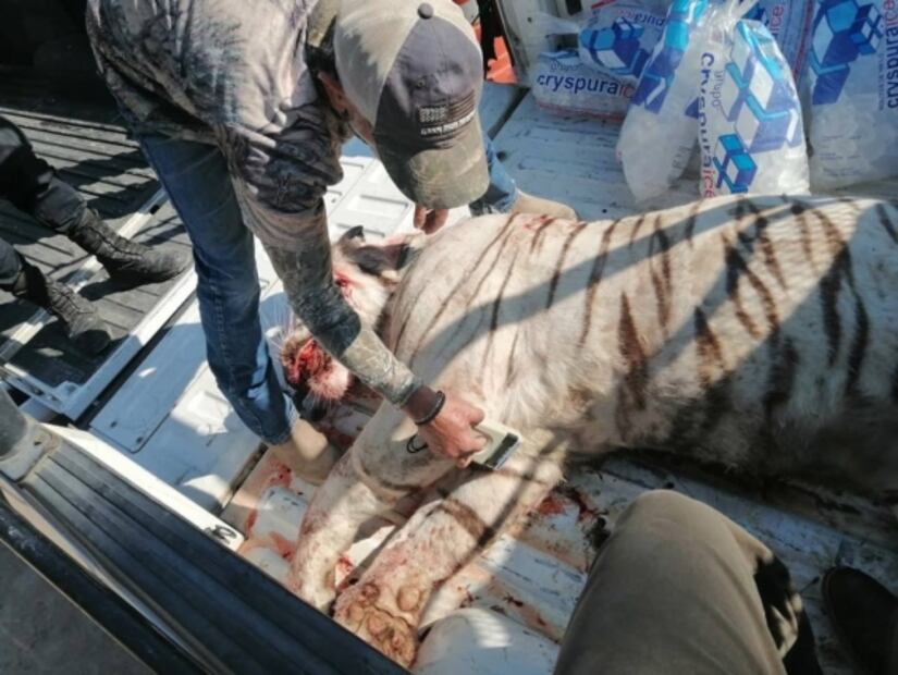 Profepa presenta denuncia ante FGR por muerte de tigre en Querétaro