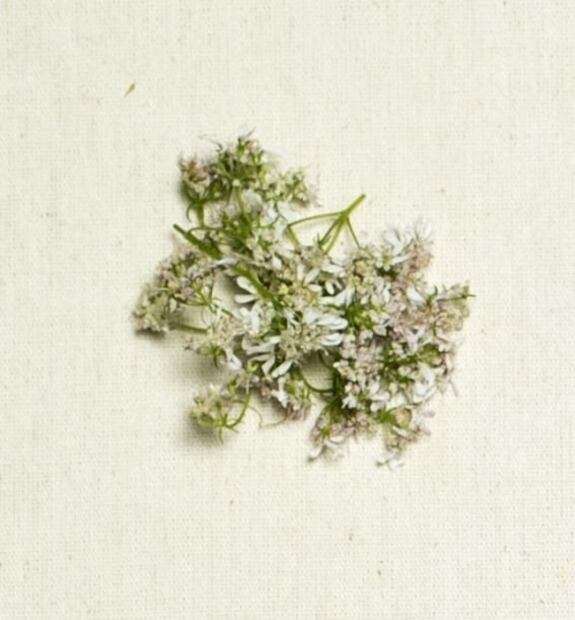 A esto saben las flores y los brotes cuando cocinas con ellos
