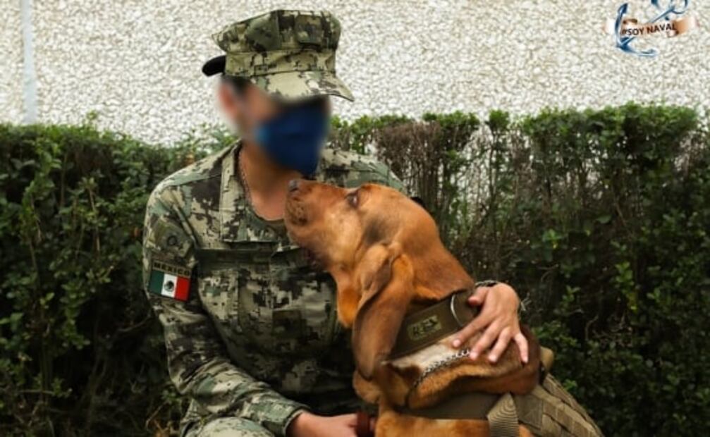 "Max" se une a Frida y otros perritos héroes y estrellas de la Marina, tras hallar a Caro Quintero