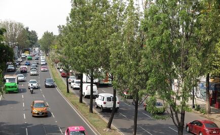 Diputada solicitará informe sobre derribo de árboles por L5 de Metrobús