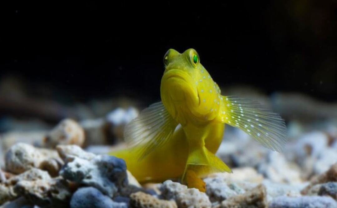 El sueño es esencial para la salud de los peces. Fuente: Freepik.