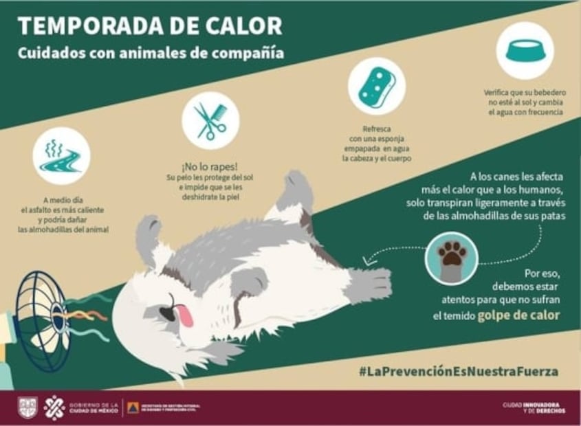 Protege a tu lomito del calor, aquí algunas recomendaciones