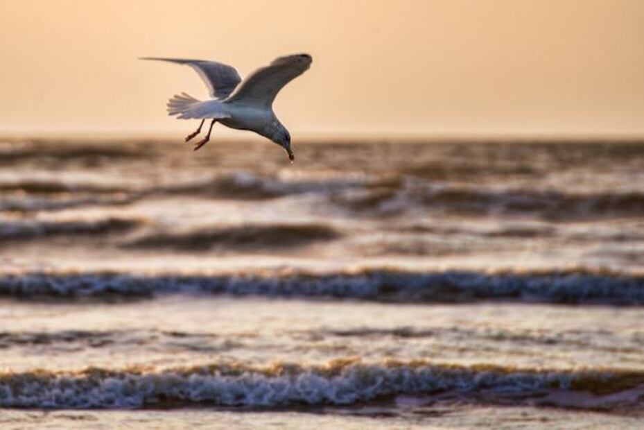 El comportamiento de descanso de las gaviotas varía también según la especie y el hábitat. Fuente: Freepik.