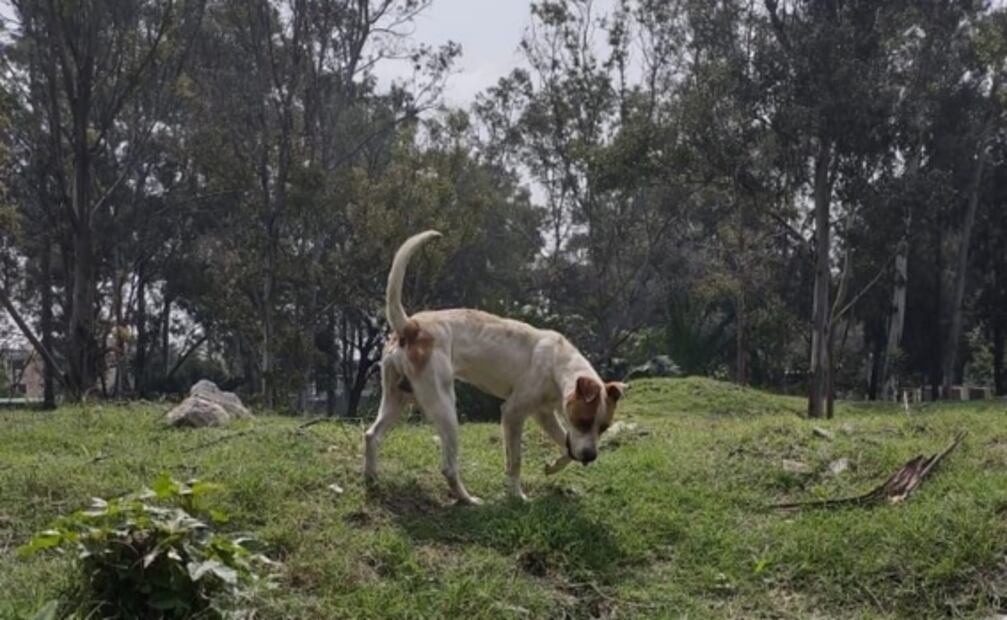 Así se recupera Leo, perrito rescatado en Xochimilco; estaba abandonado en una azotea