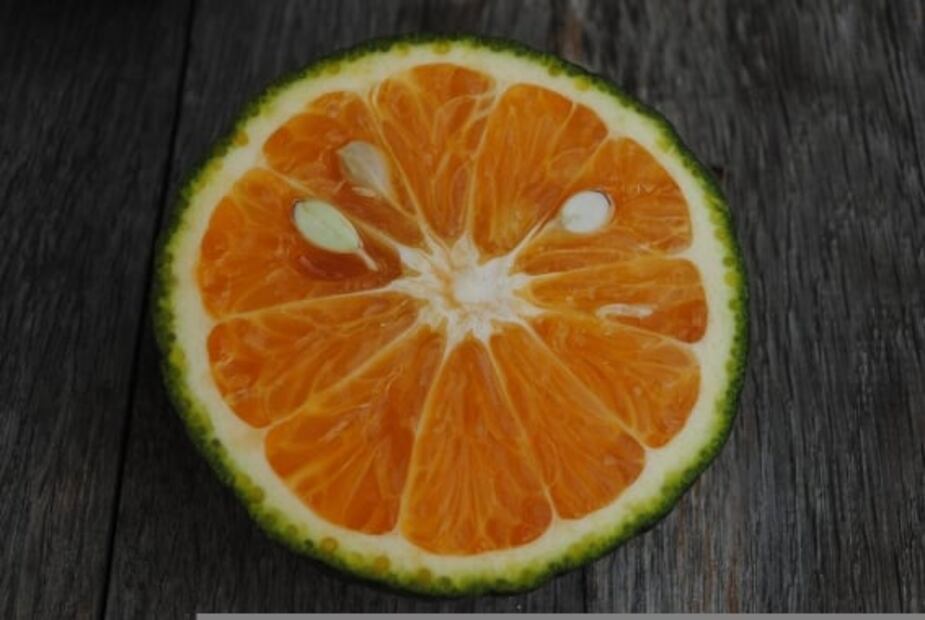 Conoce el calamansi, un cítrico asiático