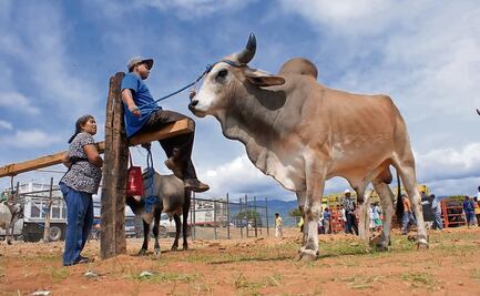 Plaga del gusano barrenador se extiende por Veracruz; Puebla activa alerta ante posible contagio