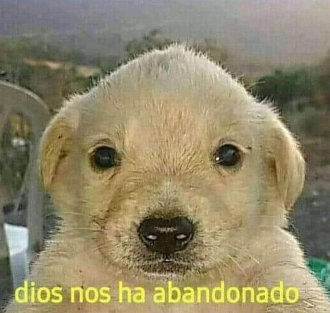 Memes del Cruz Azul y Tuca Ferretti