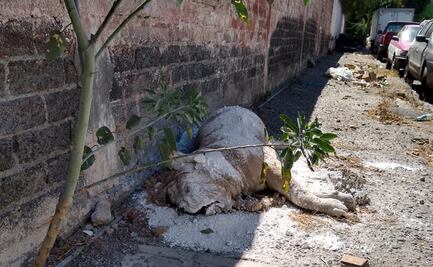 Hallan un león africano muerto en el corazón de Iztapalapa