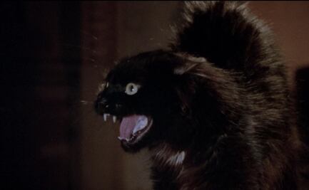 "Más negro que la noche", la película que aterrorizó por un gato negro llamado Becker