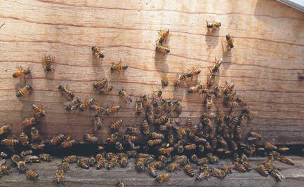 “En peligro, la presencia de las abejas en el país”