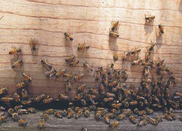 “En peligro, la presencia de las abejas en el país”