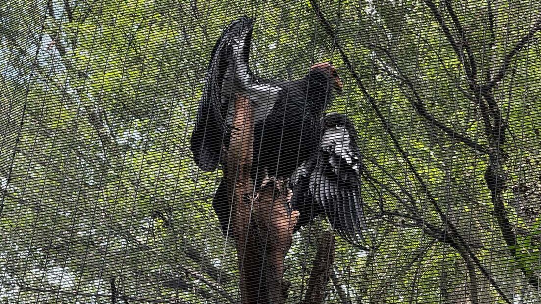 Un cóndor en el Zoológico de Chapultepec en la Ciudad de México.  |  FOTO: Iván Carrillo.