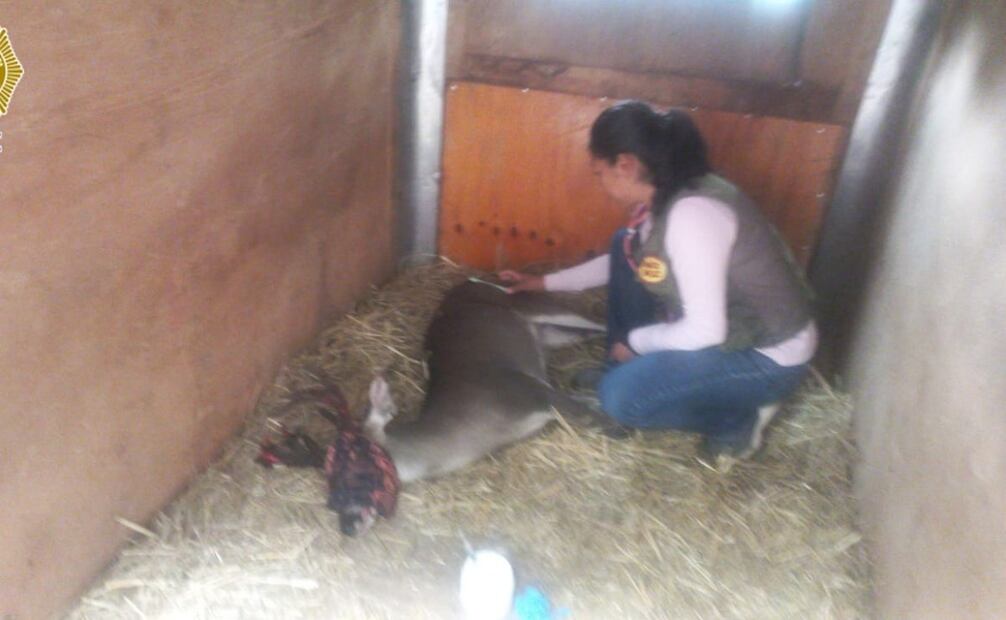 El animal fue llevado a la reserva ecológica Rancho Mágico.
Foto: Especial.