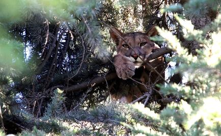 Rescatan a puma que permaneció 15 horas sobre un árbol en Chile