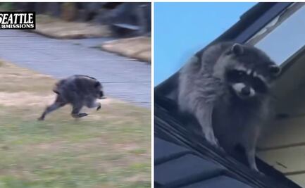 ¿Quién es Jimothy?; el singular mapache de Seattle que desata el furor de la comunidad y conquista las redes sociales