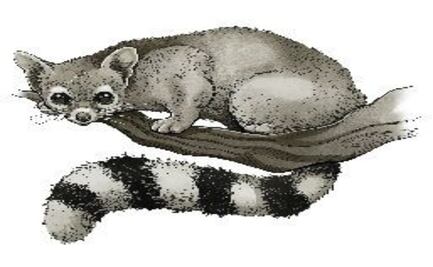 Cacomixtles, visitantes nocturnos en el Valle de México